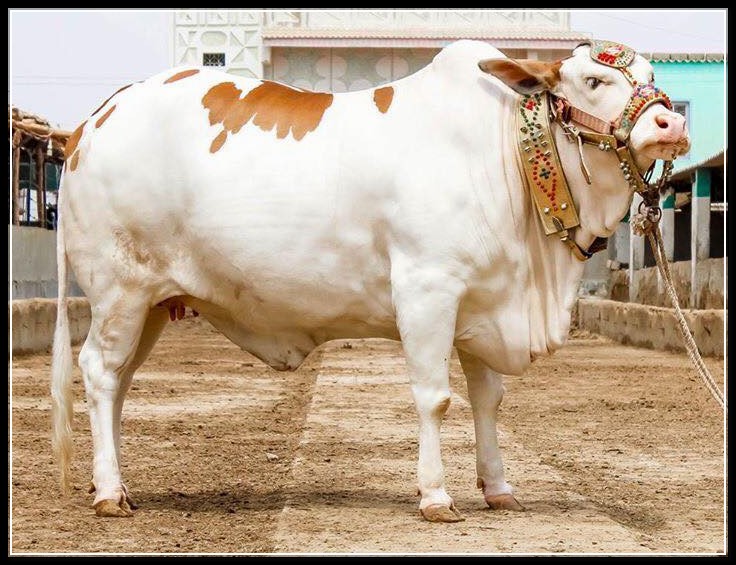 Cow%20Mandi%202015%200015.jpg