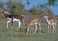 200px-Blackbuck_male_female.jpg