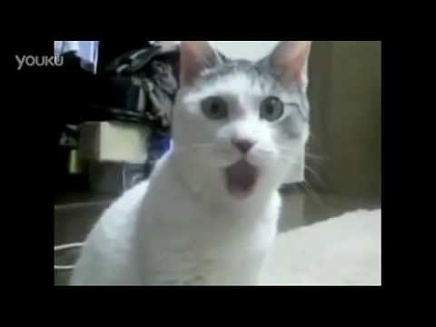 YmdRSDNjT2prc3cx_o_funny-cat-open-mouth.jpg