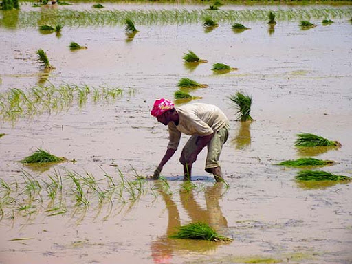 Hard+working+People+of+Pakistan.jpg