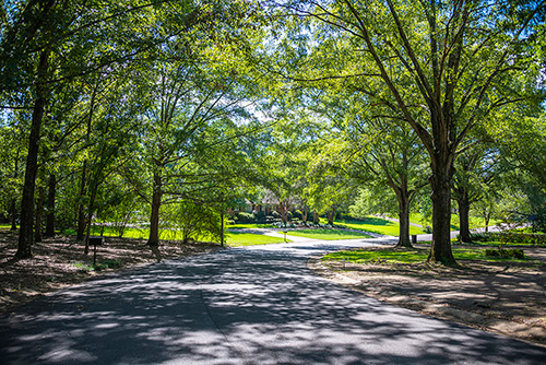 A tree-lined residential street 