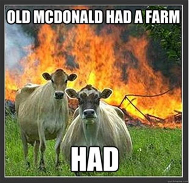 old-mac-donald-had-a-farm-funny-cow-meme.jpg