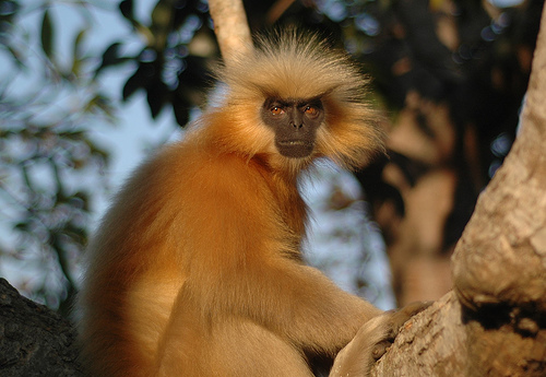 Golden_langur.jpg