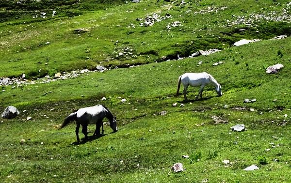 horses-on-the-way-to-baroi-top-2-1516349625.jpg