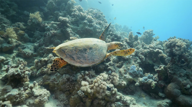 hawksbill_sea.jpg