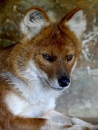 200px-Dhole.jpg