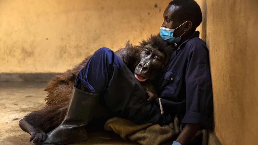 Ndakasi with her caretaker Andre Bauma, before dying days later