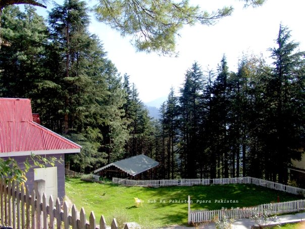 shogran4.jpg