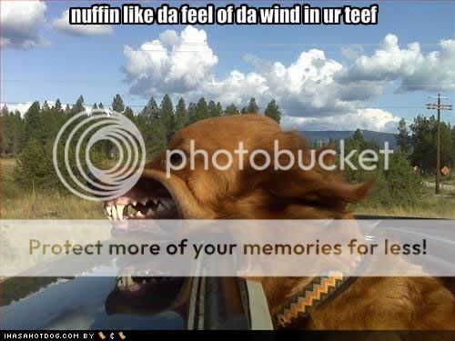 wind-teef.jpg