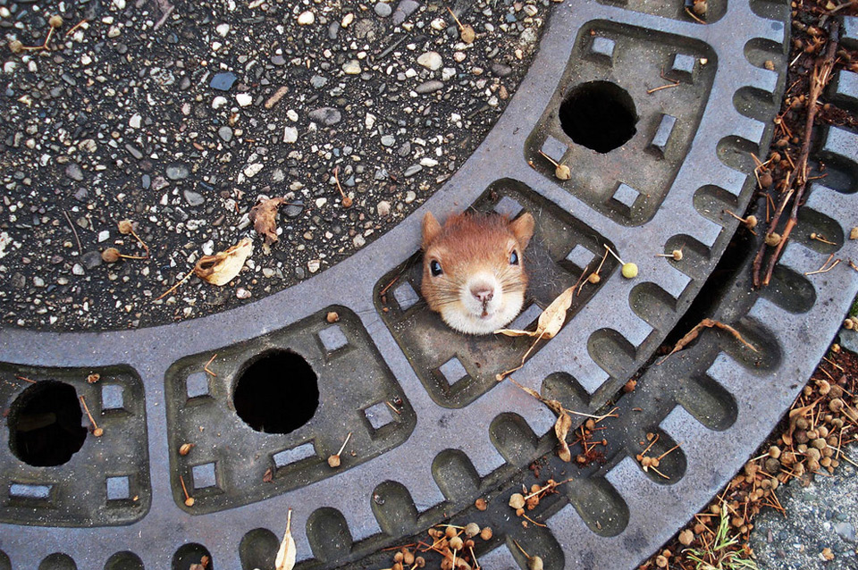 squirrel-stuck-in-manhole-cover.jpg