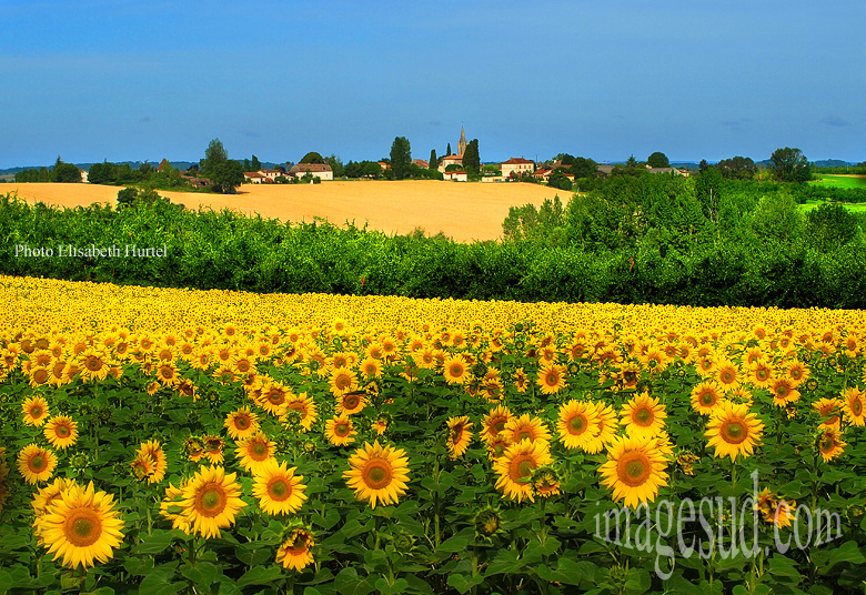 paysage-tournesols-aquitaine-france-tirage-art-P2-3956.jpg