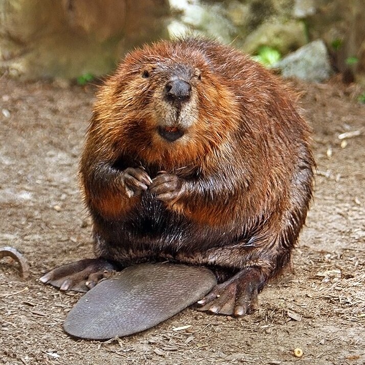 American_Beaver.jpg