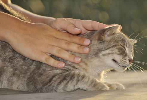 petting+cat.jpg