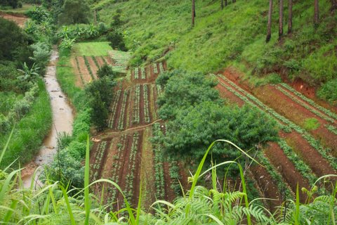 Terraced_Coffee_Plants_in_Vietnam.jpg