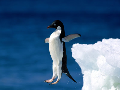 Penguin01.jpg