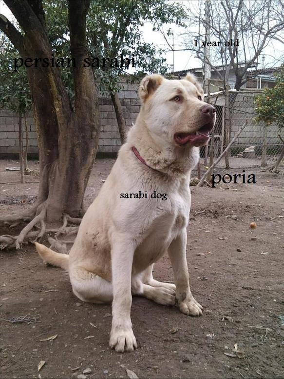 32186d1331317577-persian-sarabi-dog-dsc02752.jpg