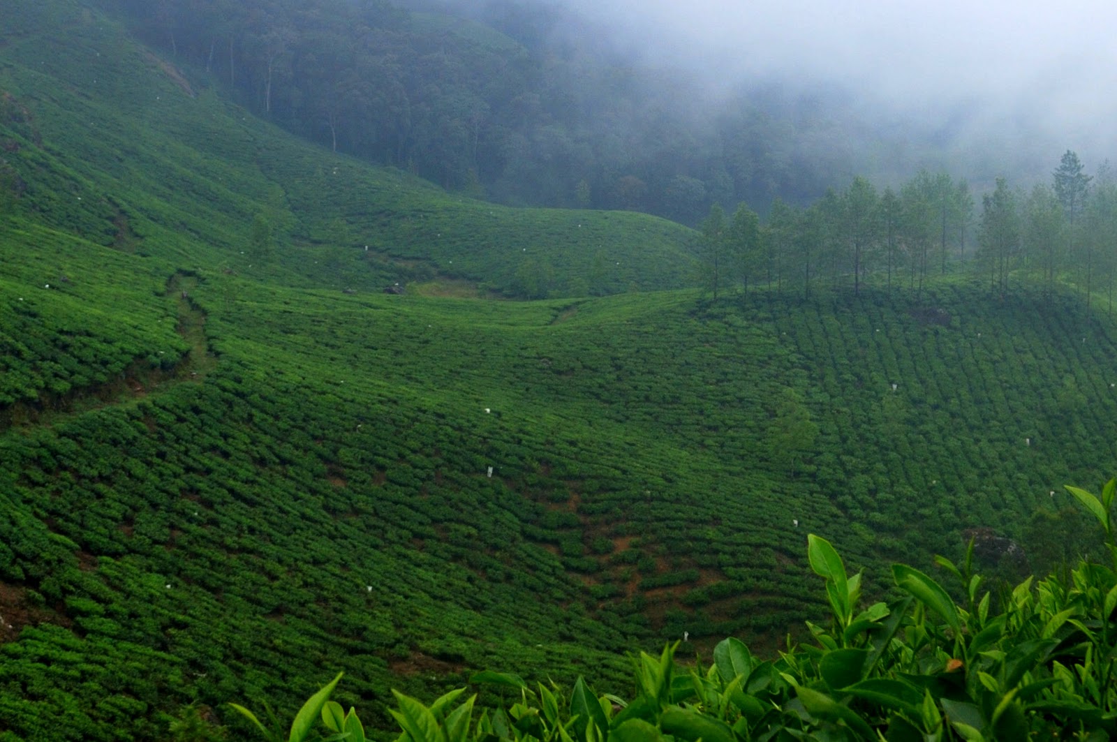 munnar-mistytea.jpg