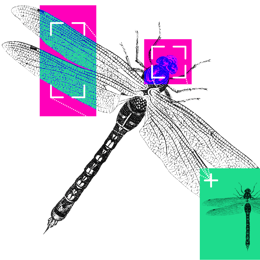 Illustration of a dragonfly with its eyes and wings highlighted.