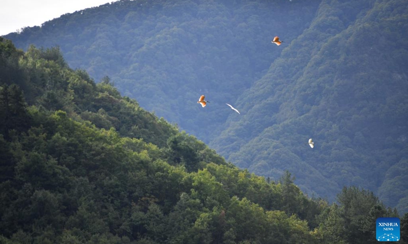 Crested ibises fly in the sky in Zhaigou Village, Ningshan County of northwest China's Shaanxi Province, Oct. 10, 2022. In recent years, Ningshan County has made great efforts in ecological protection and green development, with local forest coverage rate reaching 96.24 percent and the population of crested ibises, giant pandas and golden snub-nosed monkeys growing.(Photo: Xinhua)