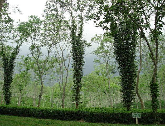 TeaGarden+in+Sylhet,+Bangladesh+(2).jpg