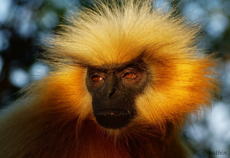 golden_langur.jpg