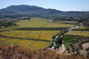 ricefields-murcia_S.jpg