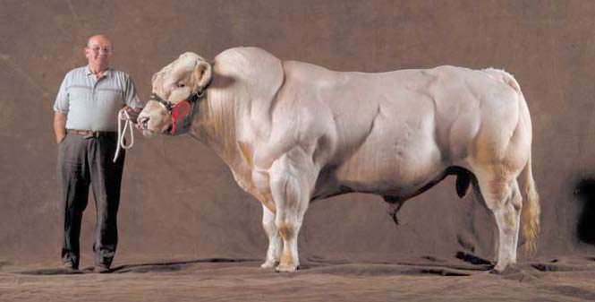 belgian-blue-cow.jpg