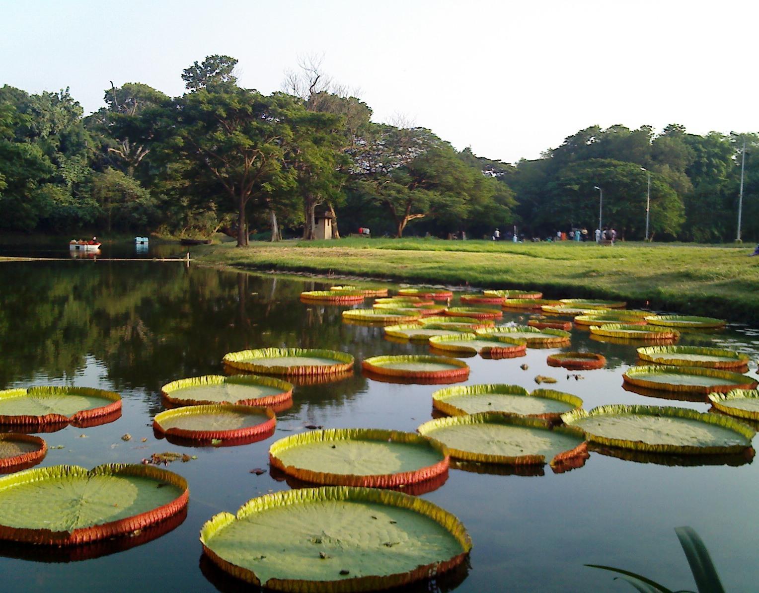 Botanical-Gardens-kolkata.jpg