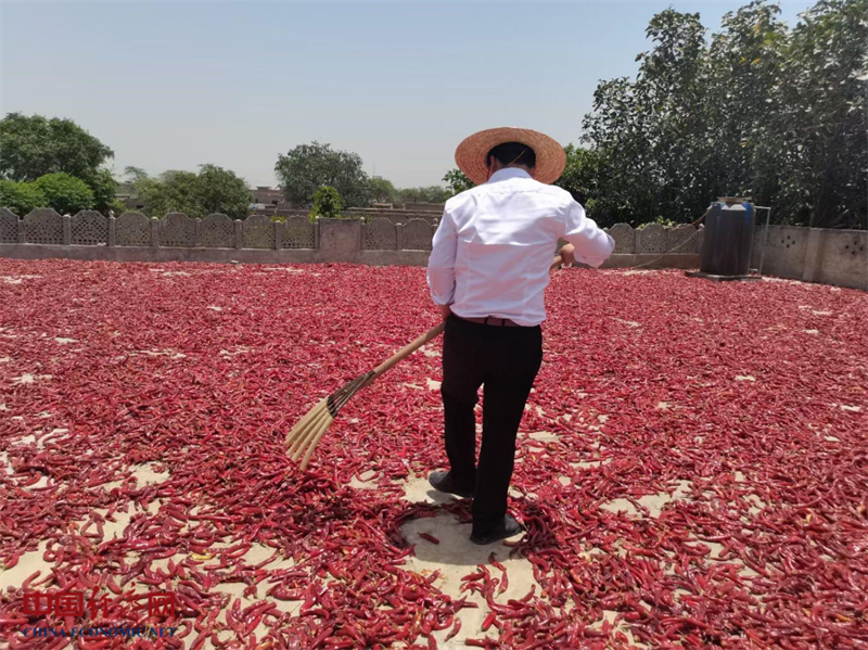 Pakistani chilli to spice up China in August