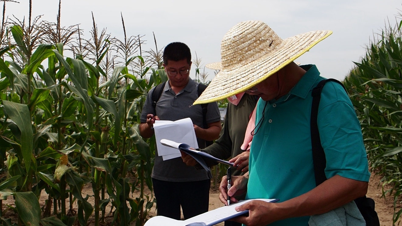 Corn experts in China expecting cooperation under CPEC