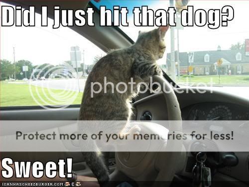 funny-pictures-driving-cat-hits-dog.jpg