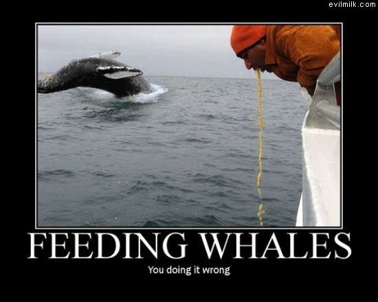 Whale_Feeding.jpg