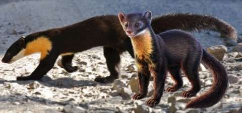 Nilgiri-marten.jpg