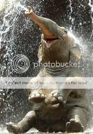 HappyElephant.jpg