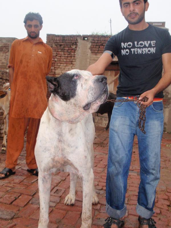 Bully+Kutta+Breeder+12.jpg