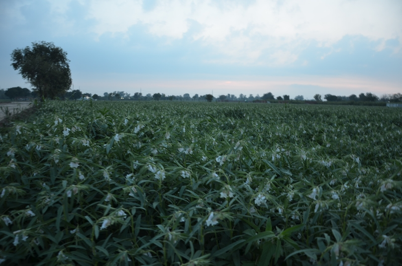 Chinese sesame testing farm ready for harvest in Pakistan