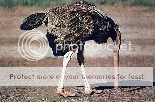 ostrich-head-in-sand.jpg