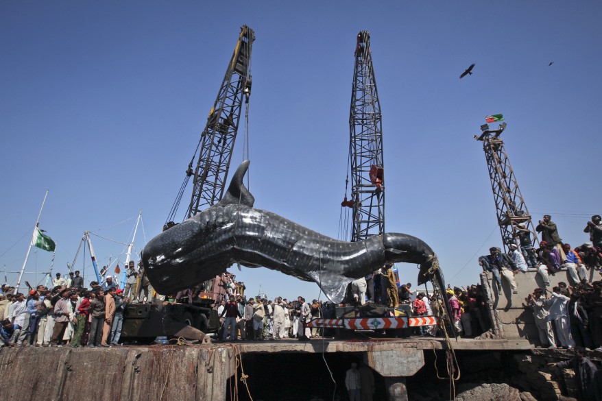 reuters_pakistan_whale_shark_07Feb12-878x585.jpg