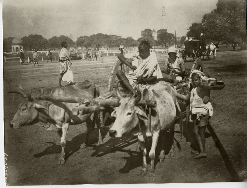 c.1900+PHOTO+INDIA+OXEN+PULLING+BIG+WHEELED+CART.JPG