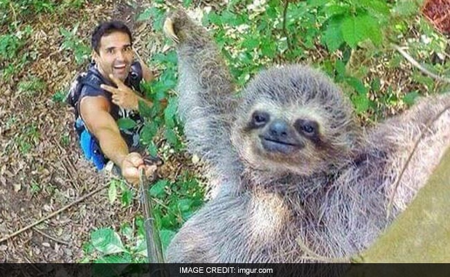 sloth_650x400_61467714674.jpg