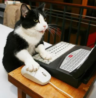 cat-at-computer.jpg