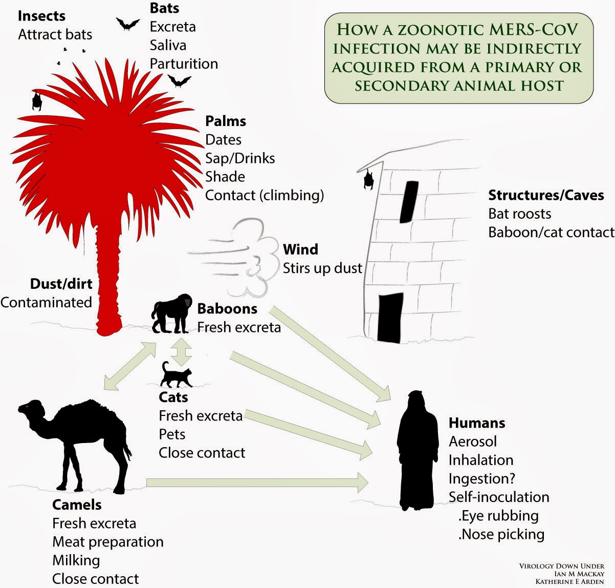 MERS-Transmission-Modelv2.1.jpg