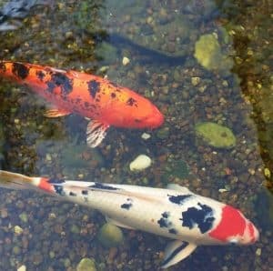 will-koi-eat-mosquito-larvae-300x298.jpg