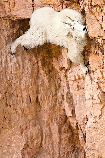 goat+wall+mountain_goat.jpg