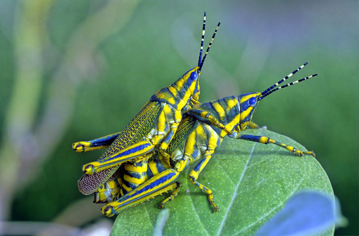 mating-pair-of-painted-grasshopper.jpg