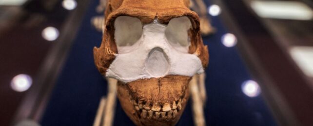 Homonaledi-642x260.jpg