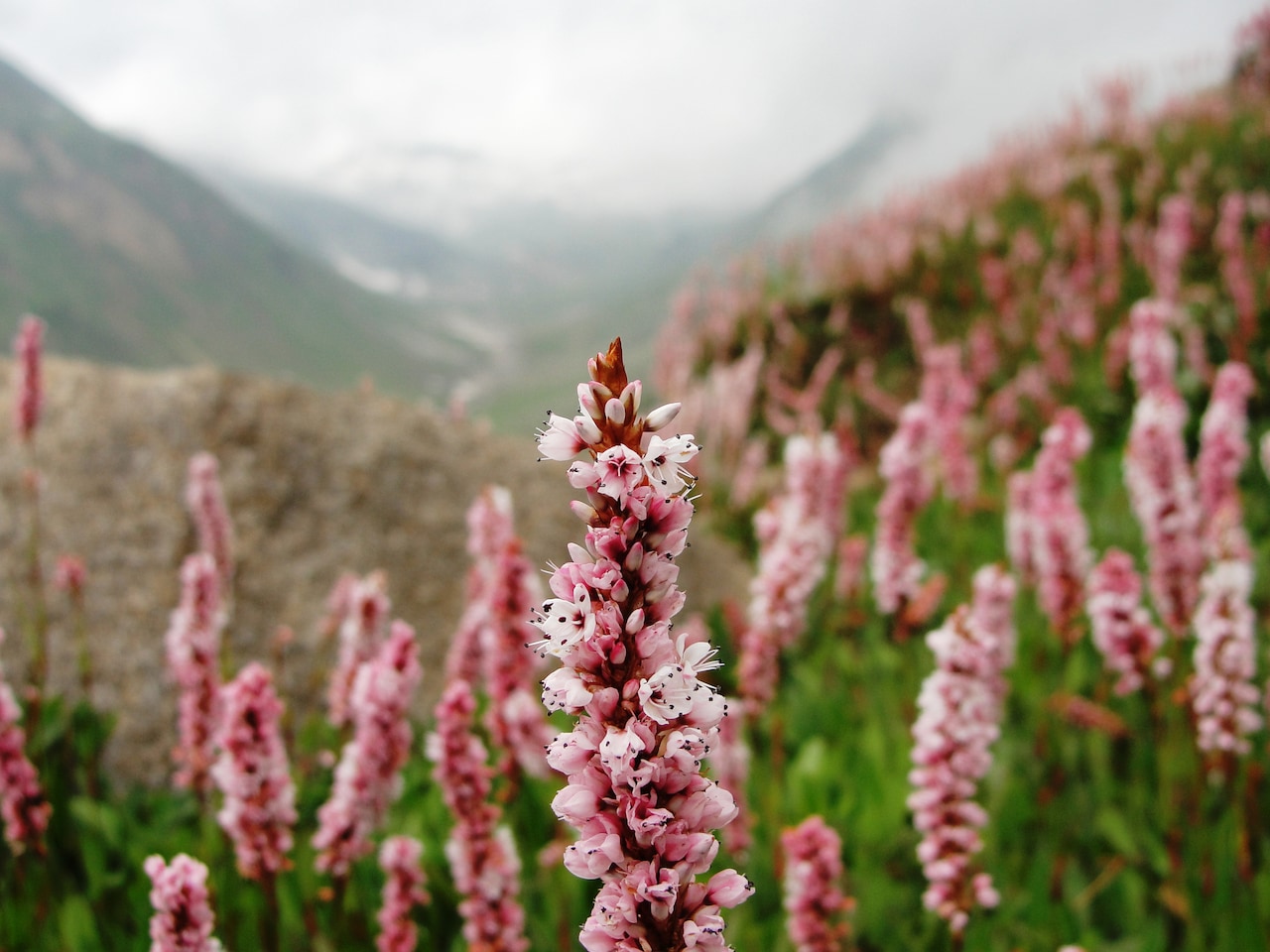 pakistan-flowers.jpg