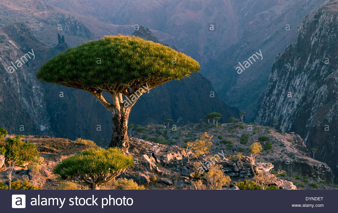 dragon-blood-tree-overlooking-rocky-mountains-dixam-plateau-socotra-DYNDET.jpg