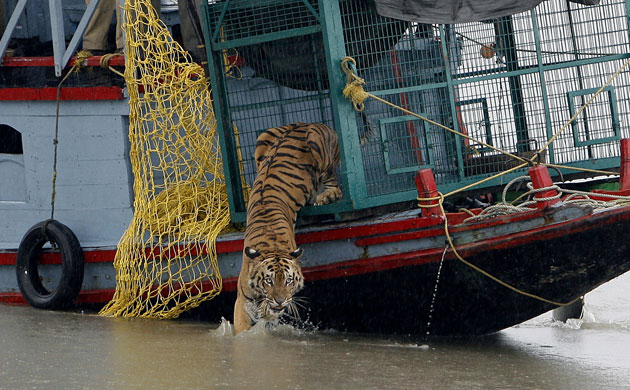 Royal-Bengal-Tiger-into-R-002.jpg