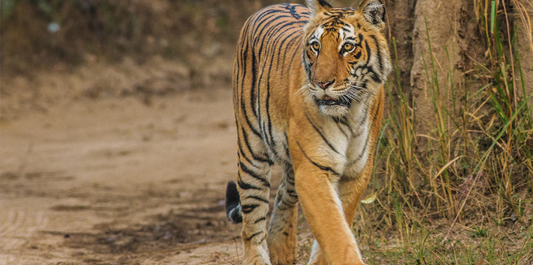 corbett-national-park-india..jpg